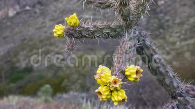 美国西部和西南的Cacti。 树状花冠，手杖状花冠，或胚芽，黄色果实